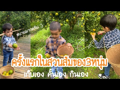 VLOG 22 - เช็คอินสวนส้มเปิดใหม่ สวนส้มยอดดอย อ.แม่ริม ส้มเยอะมาก!!! I familytchannel l