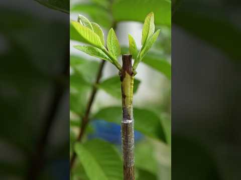 guava tree grafting technique