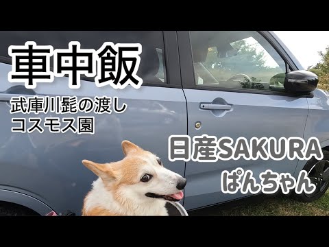 【車中飯】日産SAKURA　愛犬ぱんちゃん　車中飯　ドライブ散歩　武庫川髭の渡しコスモス園