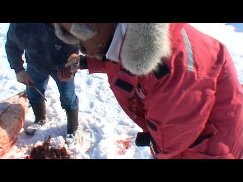 Inuit giving us liver of the seal  with which they feed their dogs - Nanoq 2007 expedition