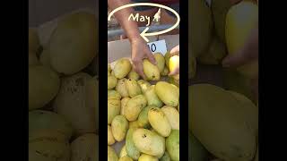 Mangoes on Sale!!! P40/kilo. #mangoes #mango #pangasinanmango #sweetmango #mangoseason #fruit