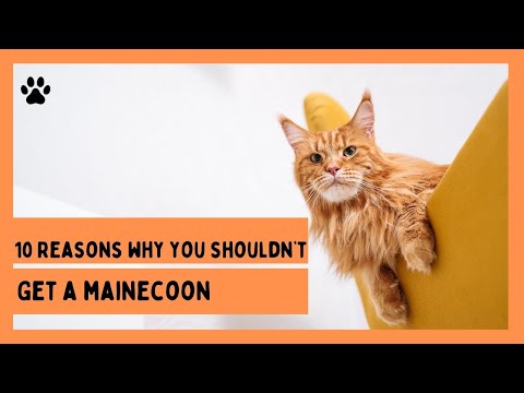 TOP 10 REASONS WHY YOU SHOULDN'T GET A MAINECOON CAT