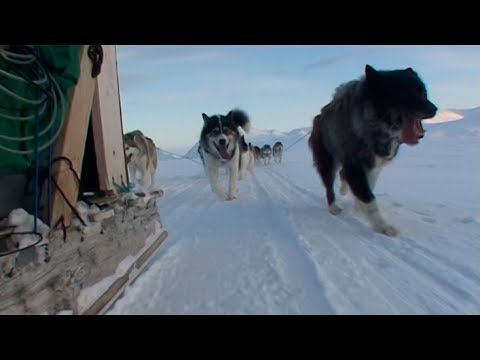 The arctic dogs dragging the sleds to Qikiqtarjuaq - Nanoq 2007 expedition