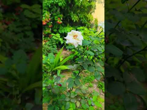 white colour Rose #homegarden 21052024 #trending #natural