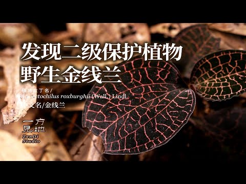 发现野生金线莲，黑丝绒质感的野生兰花