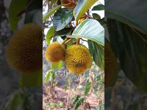 Corona again🫢subcribe me #shorts #shortsyoutube #fruit #malayalam #hindi #gardening