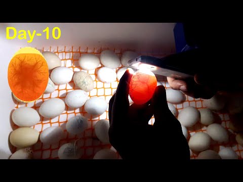 Egg Incubator Day-10 | Candling Chicken Eggs | Hatchery Machine