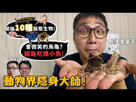 【動物界隱身大師】火蠑螈!皮膚會分泌毒液!跟著蝌蚪老師開箱10種擬態隱身動物高手!!枯葉龜、枯葉螳螂、竹節蟲、三角枯葉蛙、牛奶蛇、鱷龜、箭毒蛙!【許伯簡芝】