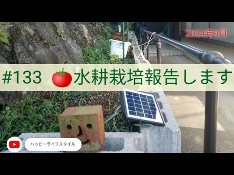 #133   🍅水耕栽培報告します　チャレンジ失敗しました☺