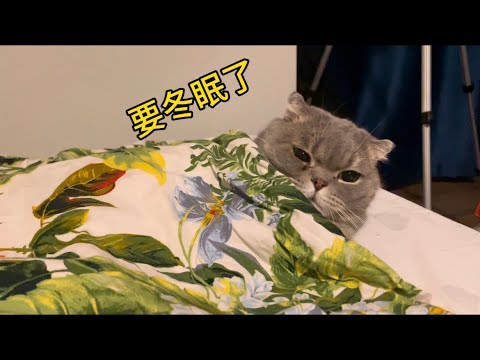 要冬眠了#小萌宠#猫 #冬眠