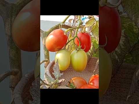 harvesting Tomatoes from my terrace garden #tomato #terracegarden