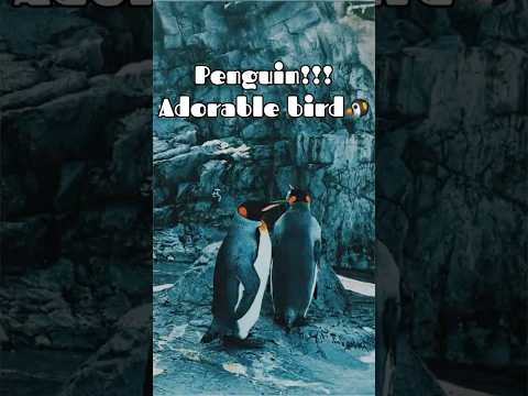 Penguin Cuteness Overload: A Day at the Zoo with Adorable Penguins! You Won't Believe How Cute! #zoo