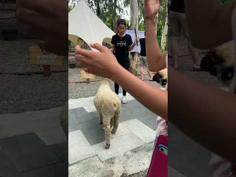 咩咩上樹萌寵樂園 羊駝 笑笑羊 泰迪羊 溫馴 親近餵羊 值回票價