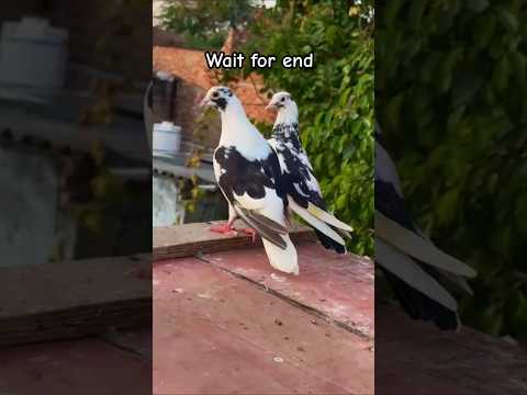 Kabutar ki video #pigeon #shortvideo #shorts #viralvideo