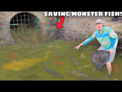 Saving MONSTER Aquarium Fish From FLOODED SEWER!