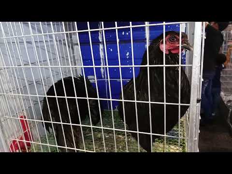 Black Sumatra Chicken