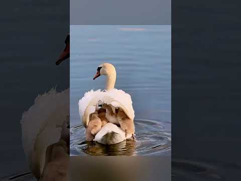 Swan brand cruise ship, a child with a mother is a treasure. 白鳥ブランドの遊覧船、母親がいる子供は宝物です。天鹅牌游船，有妈的孩子是个宝。