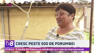 Cresc peste 500 de porumbei. O familie din Palanca se mândrește cu o colecție impresionantă