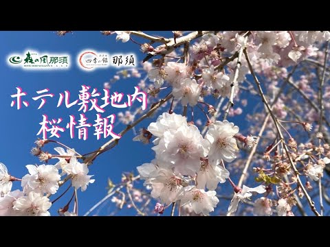 ホテル森の風那須・ホテル四季の館那須　桜情報