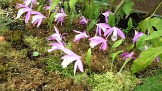 臺灣大學山地實驗農場-臺灣一葉蘭與山野草（3）2018年3月26日