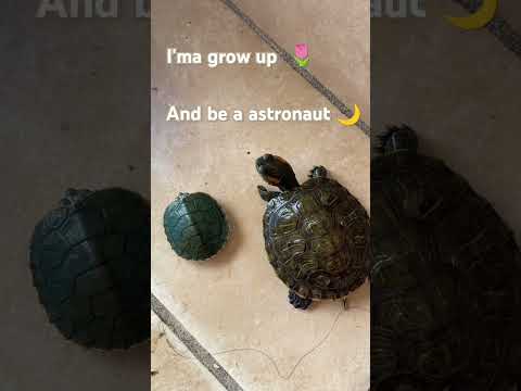 ☺️🫶🐢