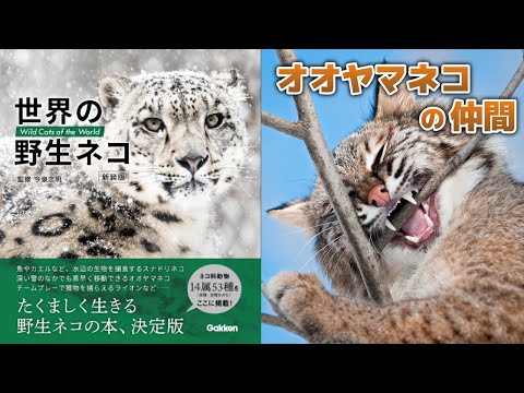 【野生ネコ】オオヤマネコの仲間