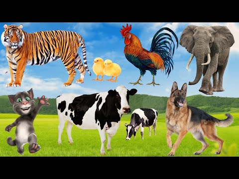 Dog, Cat, Chicken, Cow, Tiger, Elephant...Animal sounds