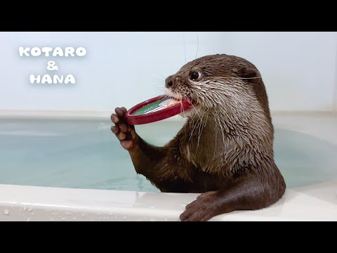 Hilarious Otters’ Unusual Ice Cream Lid Obsession!