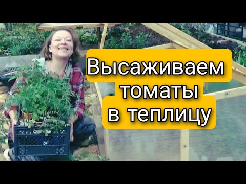 ПОСАДКА ТОМАТОВ 🍅 Что класть в лунку при посадке? Отбор томатов на посадку в теплицу