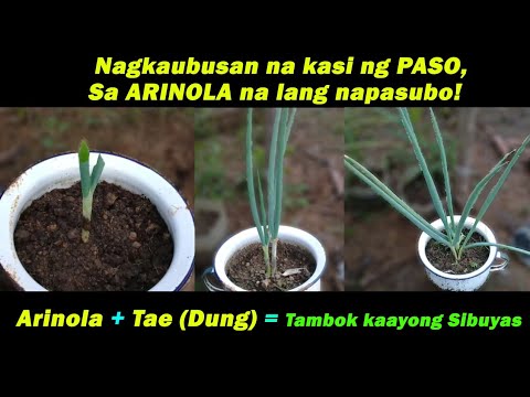 How to plant Spring Onions (Paraan ng pagtanim ng sibuyas dahonan) by Anak Bukid