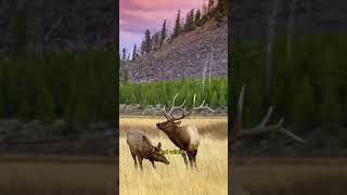 Yellowstone National Park - Myths and Facts (Part 2) #yellowstonenationalpark #myths #facts