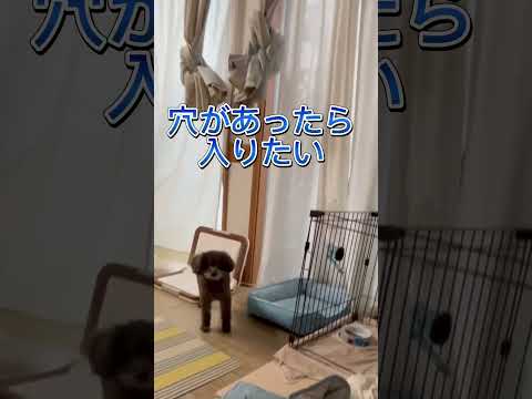 【神犬🐶15才トイプードル】よにのチャンネルに反応🤣🤣🤣 #ショート #愛犬との生活 #情緒不安定