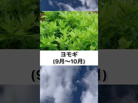 【花粉】花粉　症　の原因の植物達　#shorts #花粉 #花粉症