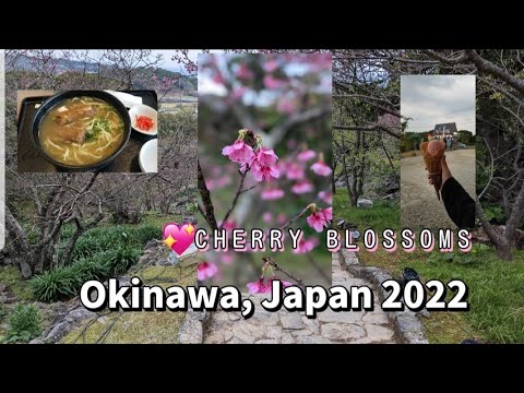 Cherry Blossoms in OKINAWA,  JAPAN 2022