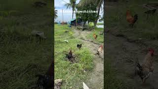 Free range chickens. #farmlifevibes #farmslife #chickenfarming #freerangechicken #zeroantibiotic