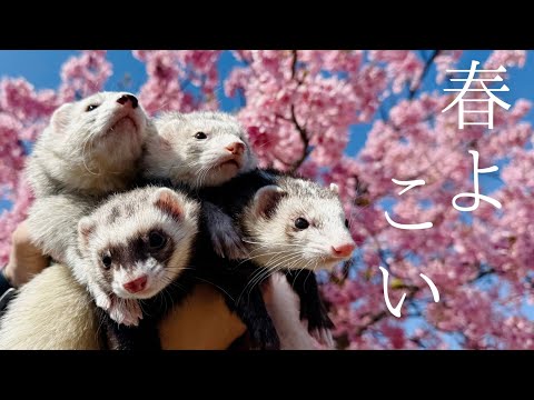 【ひと足早く】桜咲く公園でフェレット散歩♪【ferret#1766】