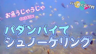 【バリ島シュノーケリング】ちょっと波の残るパダンバイでシュノーケリング！ウミガメにも出逢えた海をご紹介します！ @jellyfishbali