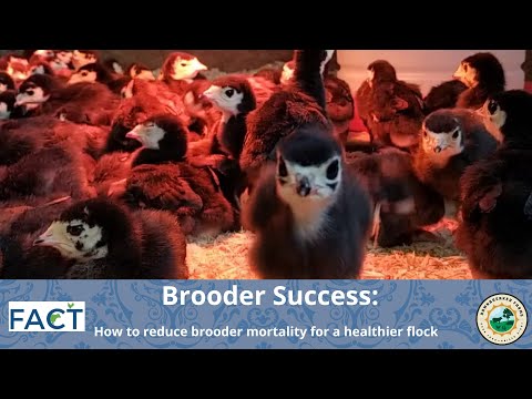 Brooder Success: How to reduce brooder mortality for a healthier flock