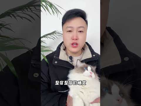 猫咪为啥？早上的时候最粘人。 养猫经验分享 新手养猫 科学养宠攻略 养猫知识 养猫人