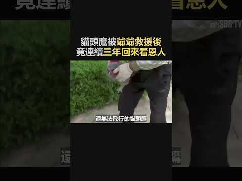 好心爺爺救援貓頭鷹,牠竟連續三年回來看望救命恩人!#動物#寵物#報恩#感謝#Shorts