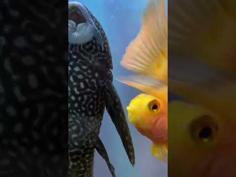 #pets #aquarium #viral #shorts #shorts #shorts #aquariumfish