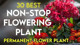 30 best permanent flowering plants in India | nonstop flowering plants | perennial flower plants