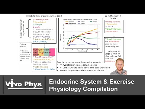 Endocrine System and Exercise Physiology Compilation