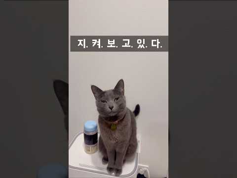 고양이 키우면 공부 못하는 이유