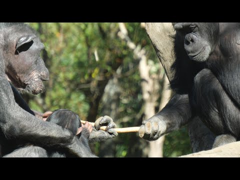 Sachiko, the Goddess of Chimpanzees, and the Great Alpha Male Kazuya　Yokohama Zoo Chimpanzee 202412