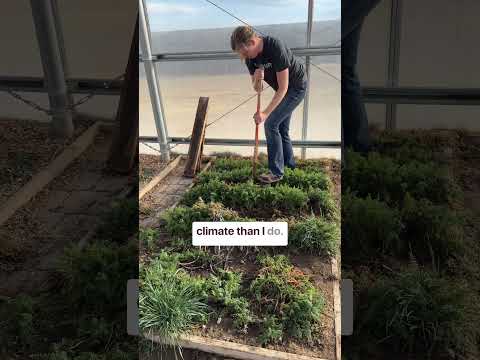 How I Have Fresh Carrots All Winter WITHOUT a Root Cellar #homestead