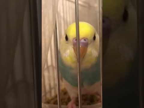 すいちゃんにハートあげた#shorts #セキセイインコ