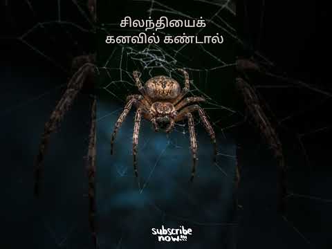 சிலந்தியைக் கனவில் கண்டால் | spider in dream | dream interpretation in tamil #dream