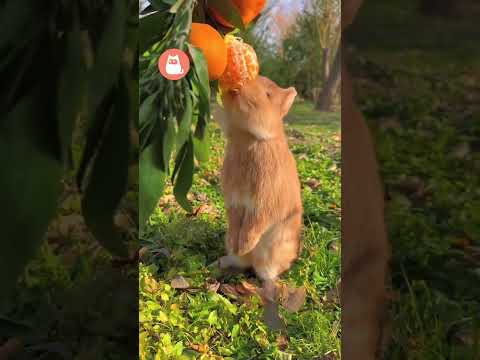 Este CONEJITO comiendo te ALEGRARÁ el día 🐰🍊 #conejo #animales #videosadorables