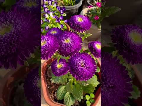 Aster plant | Winter flowering plant🌸🌸🌸#youtubeshorts #shortsviral #shorts